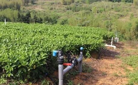 茶園水肥一體化技術(shù)，實(shí)現(xiàn)茶園綠色可持續(xù)發(fā)展